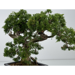 Juniperus sabina A01187 view 5