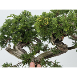 Juniperus sabina A01187 view 6