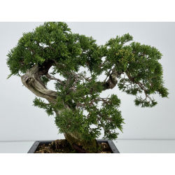 Juniperus sabina A01187 view 7