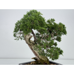 Juniperus sabina A01187 view 8