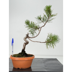 Pinus sylvestris I-7441