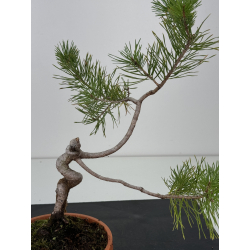 Pinus sylvestris -pino s- europeo- I-7441 vista 2