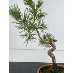 Pinus sylvestris I-7441 view 3