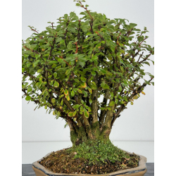 Berberis I-7447 view 2