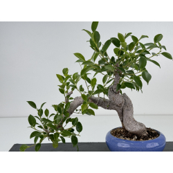 Ficus retusa I-7442 view 2