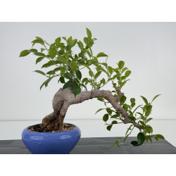 Ficus retusa I-7442 view 3