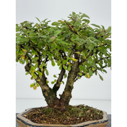 Berberis I-7448 view 2