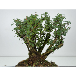 Berberis I-7449 view 2