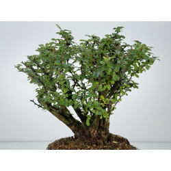 Berberis I-7449 view 3