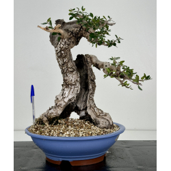 Olea europaea sylvestris I-7444