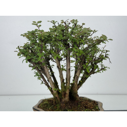 Berberis I-7451 view 3