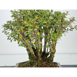 Berberis I-7453 view 2