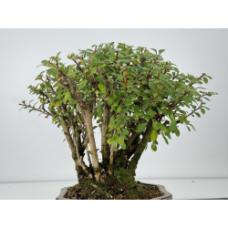 Berberis I-7453 view 3