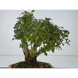 Berberis I-7454 view 3