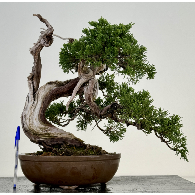 Juniperus sabina A00821