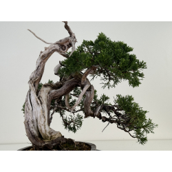 Juniperus sabina A00821 view 4