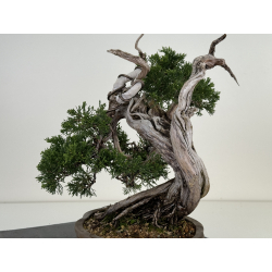 Juniperus sabina A00821 view 5