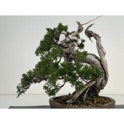 Juniperus sabina A00821 view 6