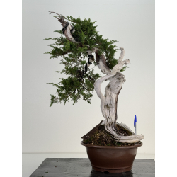 Juniperus sabina A00837