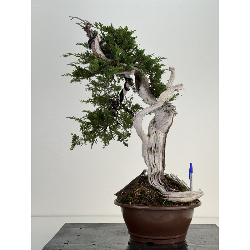 Juniperus sabina A00837