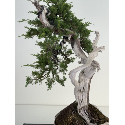 Juniperus sabina A00837 view 2