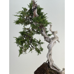 Juniperus sabina A00837 view 4