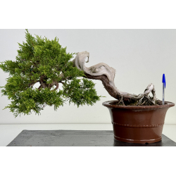 Juniperus sabina A00486