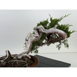 Juniperus sabina A00486 view 4