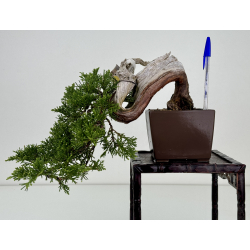 Juniperus sabina A01334