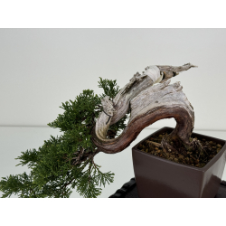 Juniperus sabina A01334 view 3