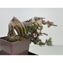 Juniperus sabina A01334 view 4