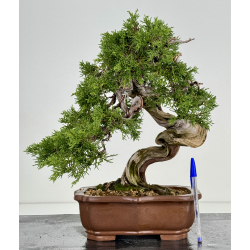 Juniperus sabina A00819