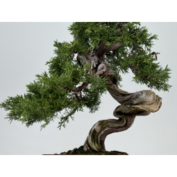 Juniperus sabina -sabina rastrera- A00819 vista 3