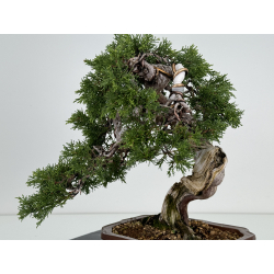 Juniperus sabina A00819 view 4