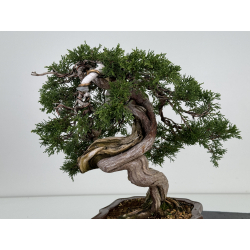 Juniperus sabina A00819 view 5