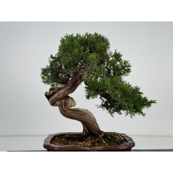 Juniperus sabina A00819 view 6