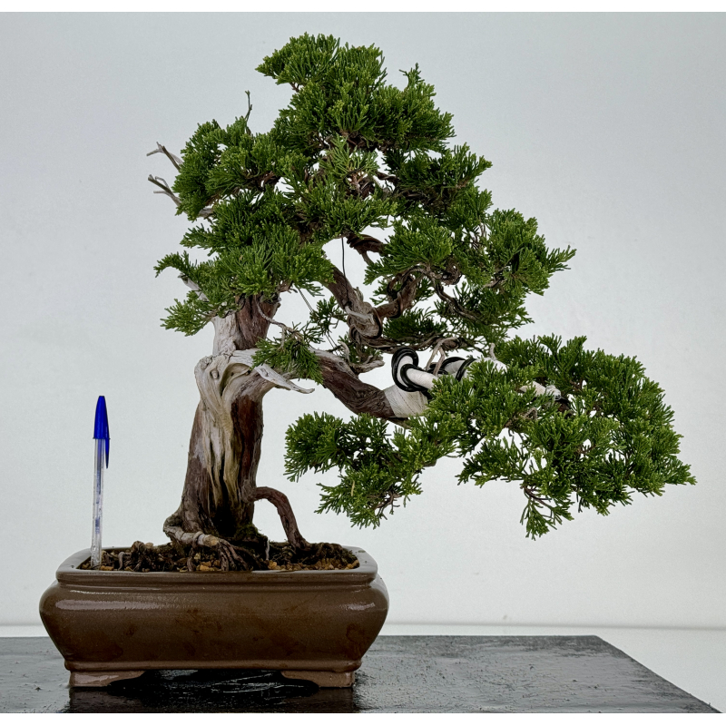 Juniperus sabina A00815