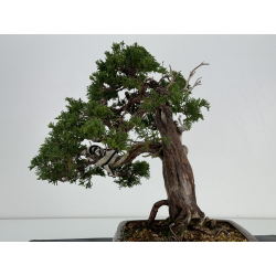 Juniperus sabina A00815 view 6