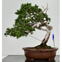 Juniperus sabina -sabina rastrera- A00872