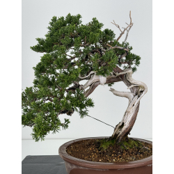 Juniperus sabina A00872 view 2