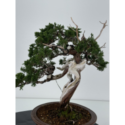 Juniperus sabina A00872 view 4