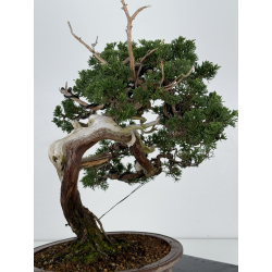 Juniperus sabina A00872 view 5