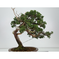 Juniperus sabina A00872 view 6