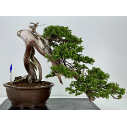 Juniperus sabina A00466