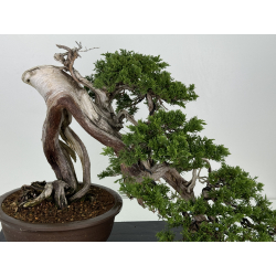 Juniperus sabina A00466 view 2