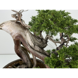 Juniperus sabina A00466 view 3