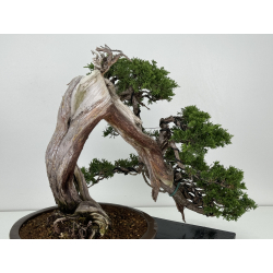 Juniperus sabina A00466 view 5