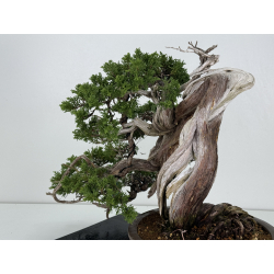 Juniperus sabina A00466 view 6