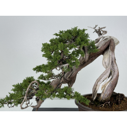 Juniperus sabina A00466 view 7