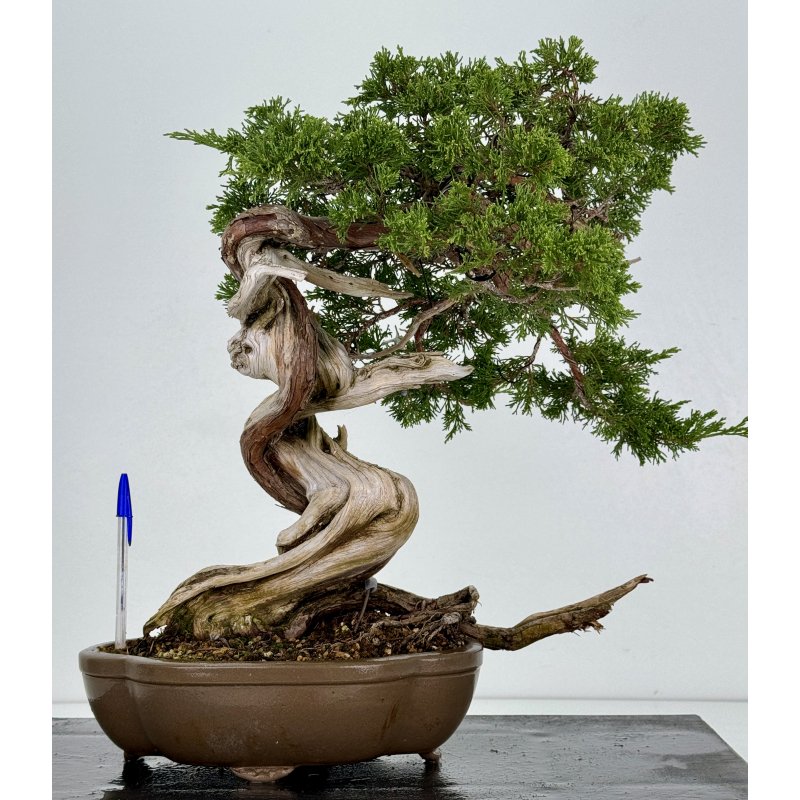 Juniperus sabina A00916